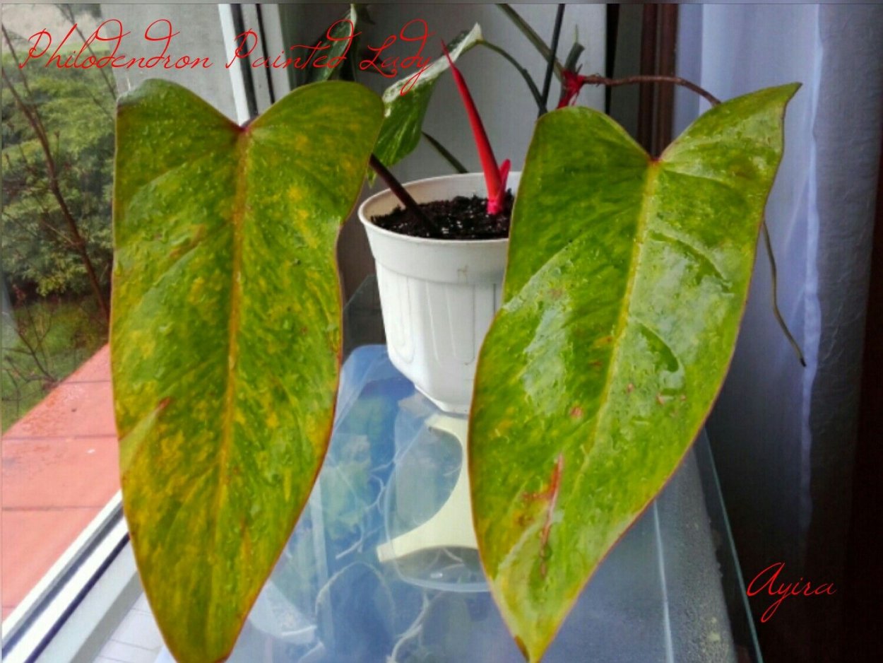 Филодендрон пантед леди