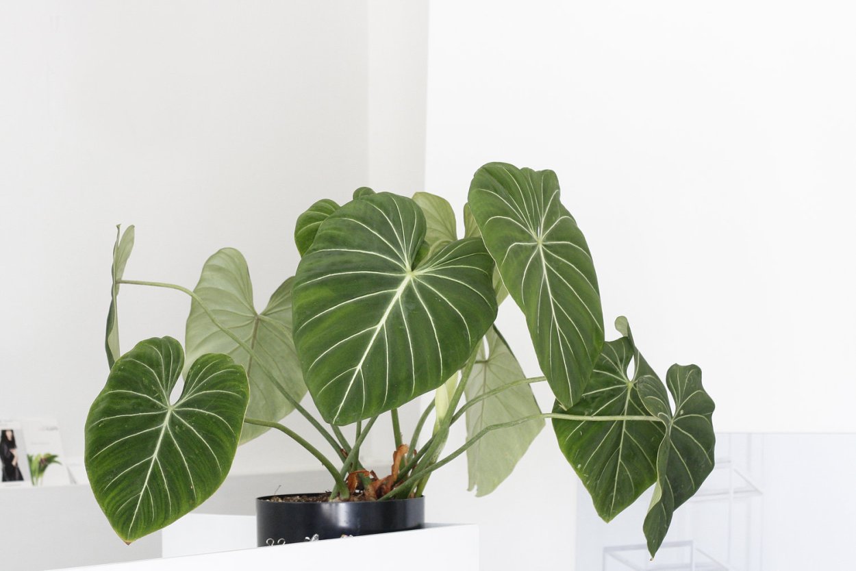 Филодендрон монстера