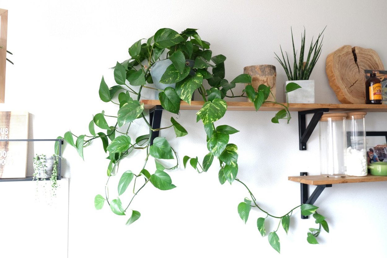 Epipremnum giant Golden Pothos