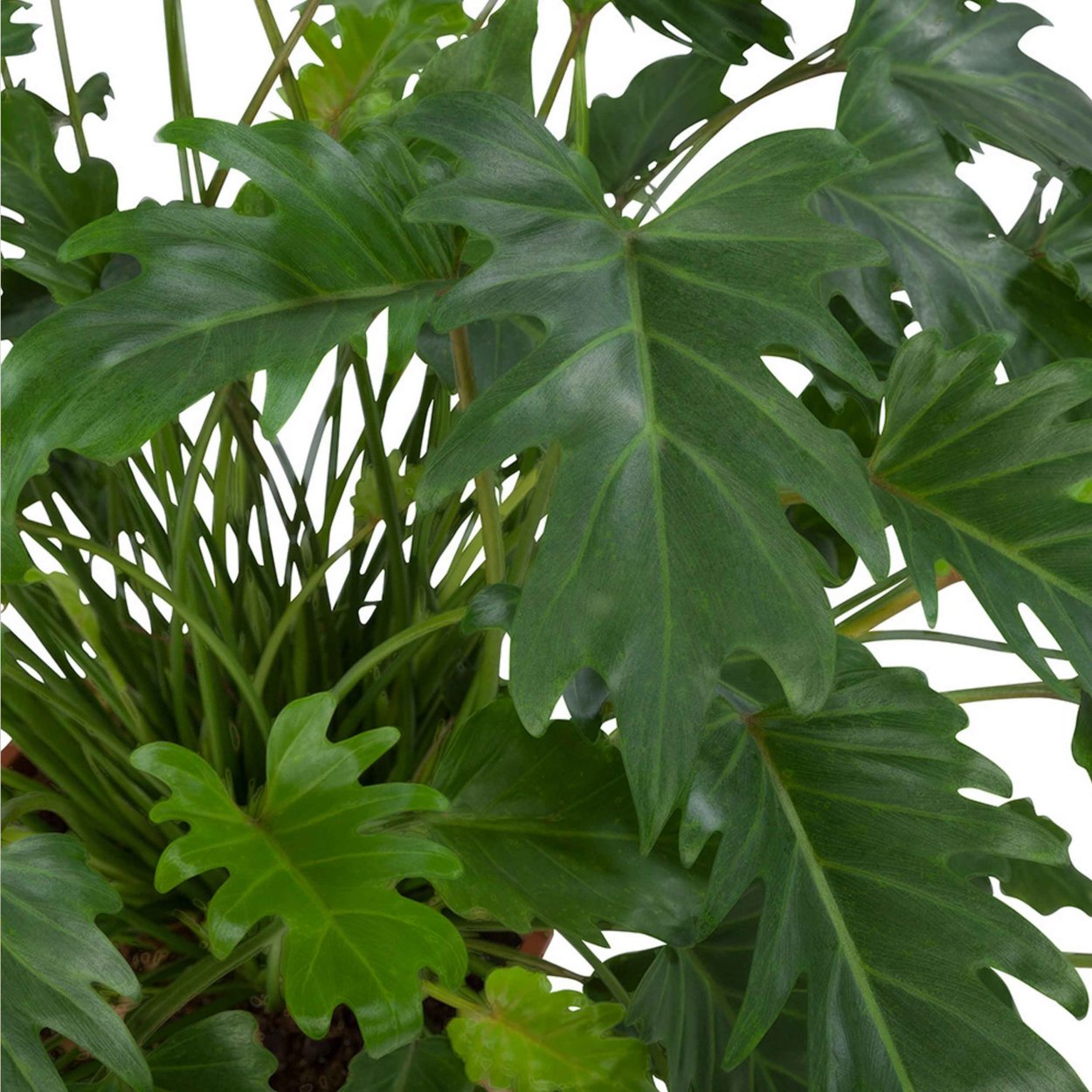 Адиантум Филодендрон