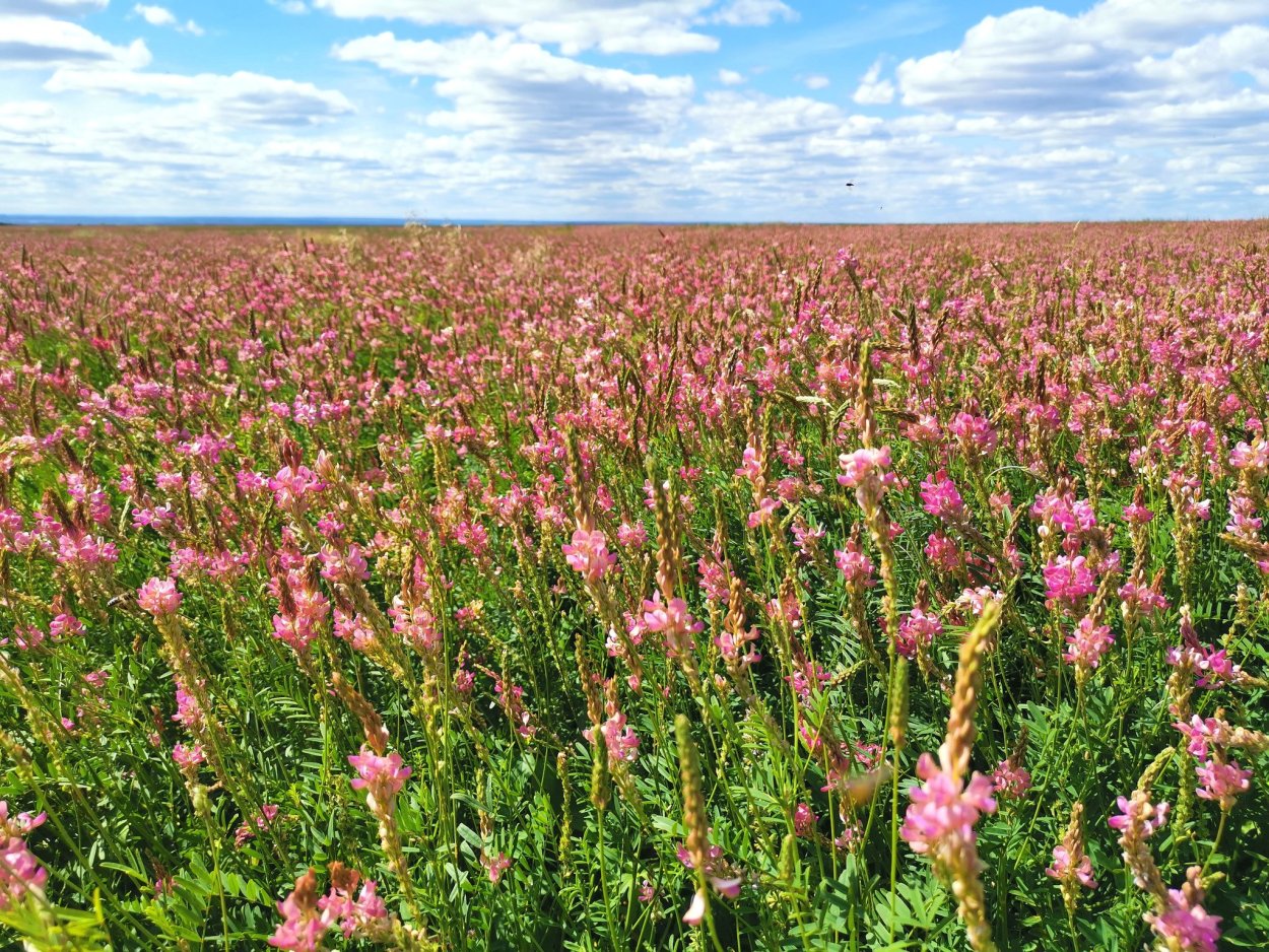 Эспарцет Сибирский