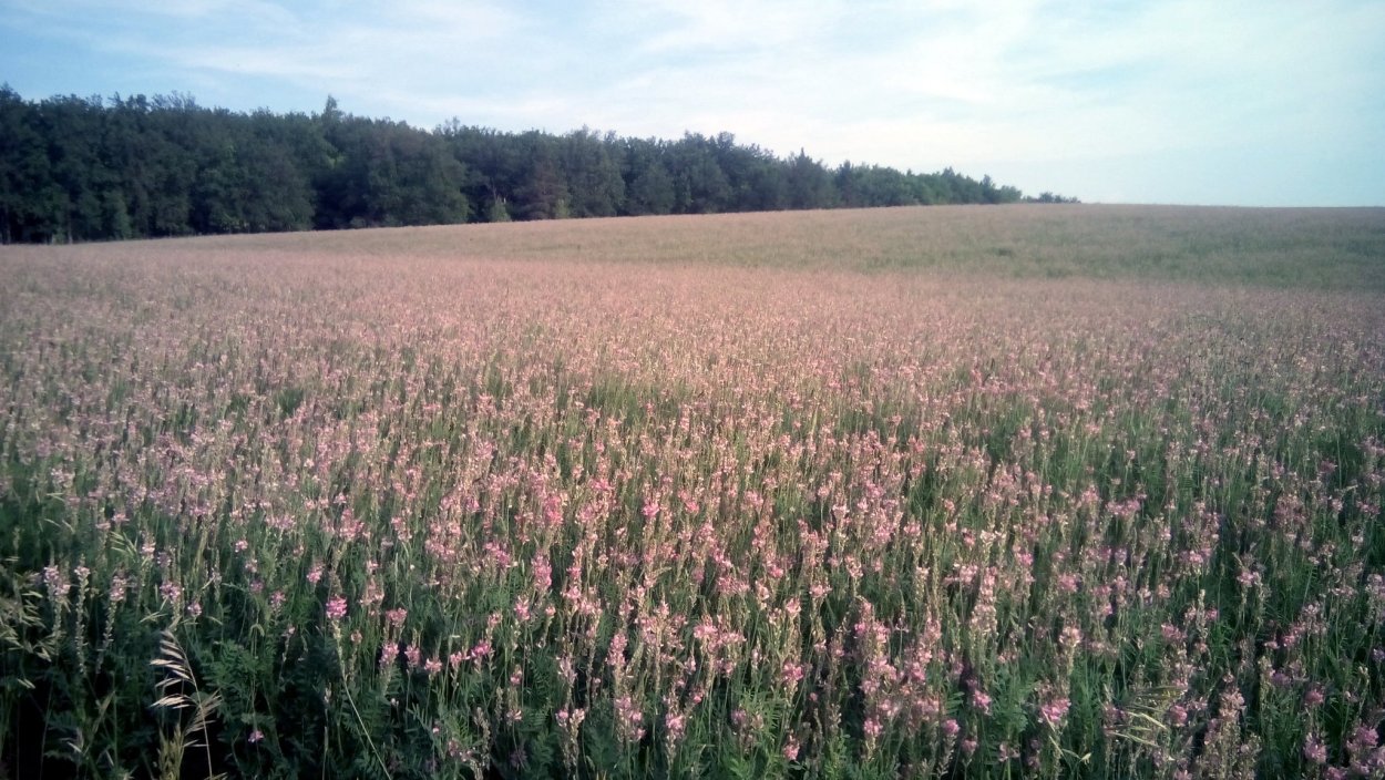 Эспарцет виколистный