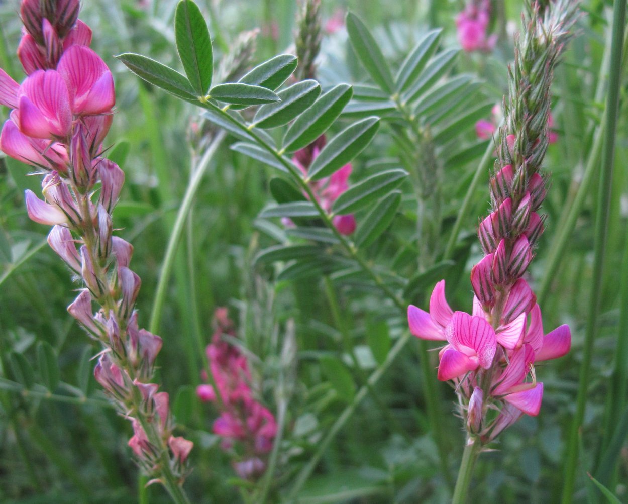 Эспарцет виагра, 3г