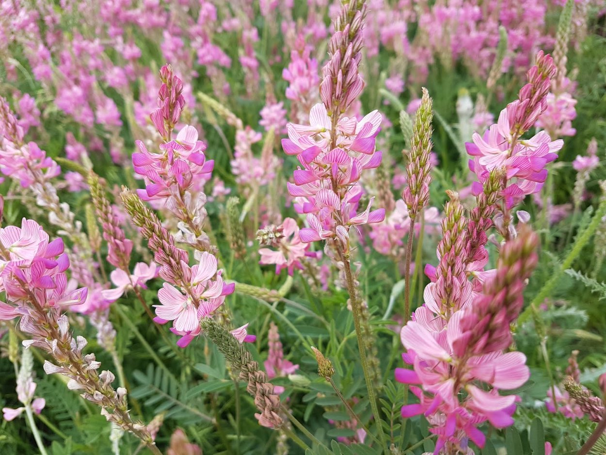 Эспарцет трава