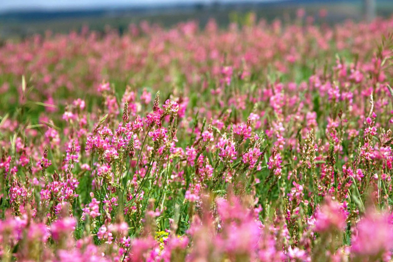 Эспарцет виагра