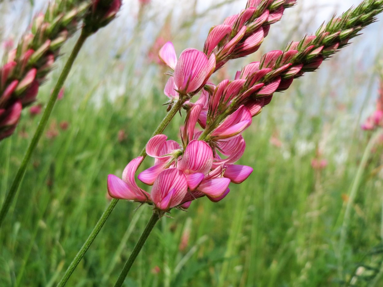 Семена эспарцета песчаный