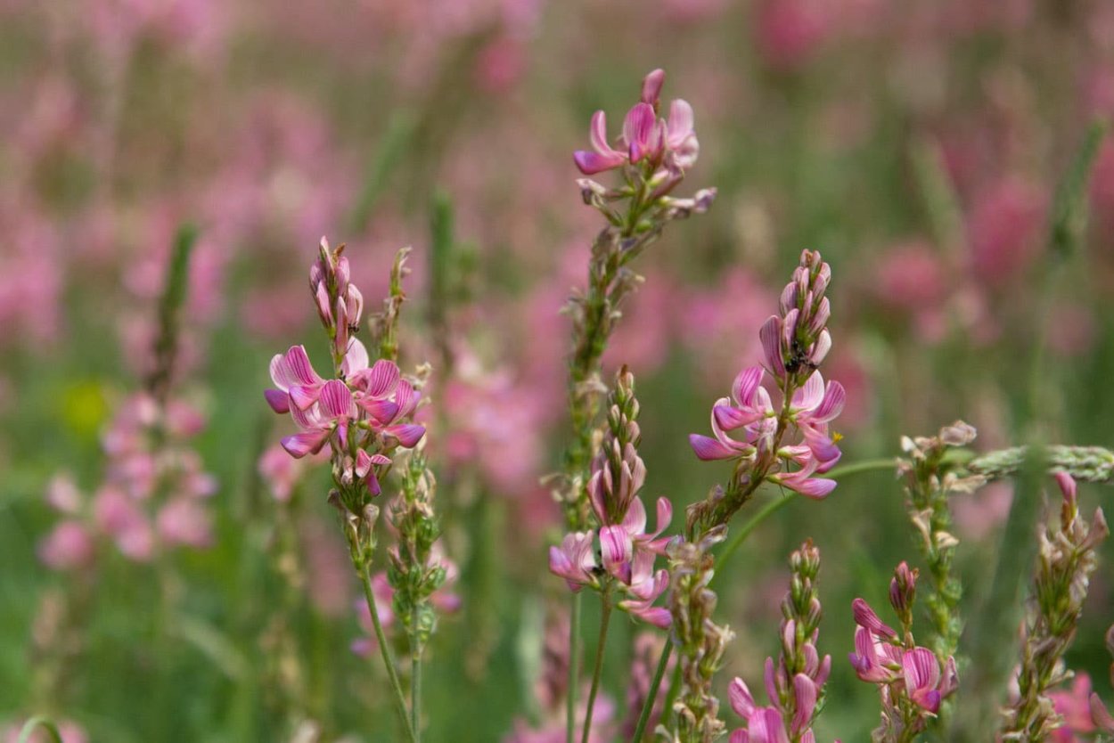 Эспарцет виколистный