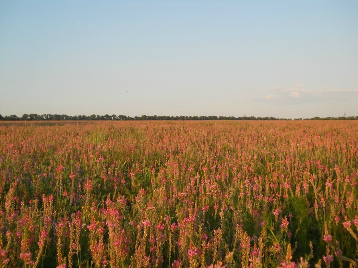 Эспарцет (трава), 50гр