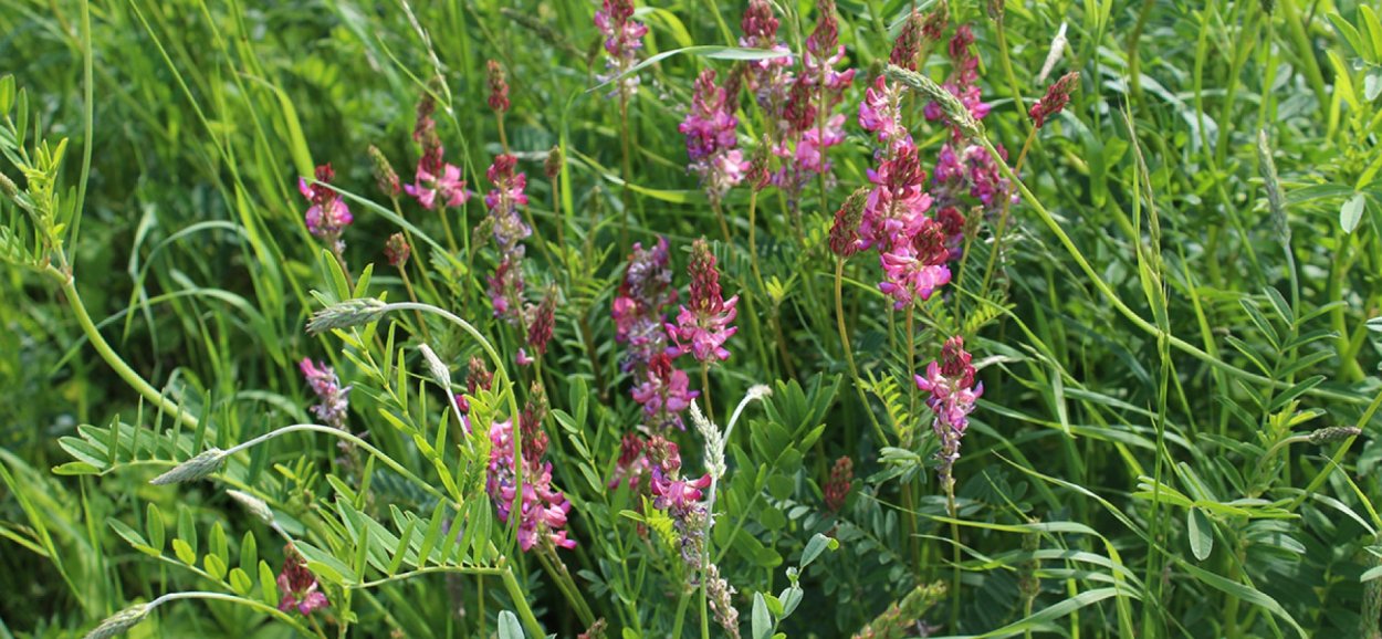 Эспарцет песчаный