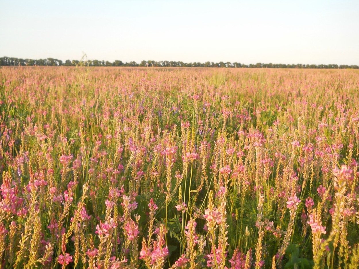 Эспарцет трава медонос