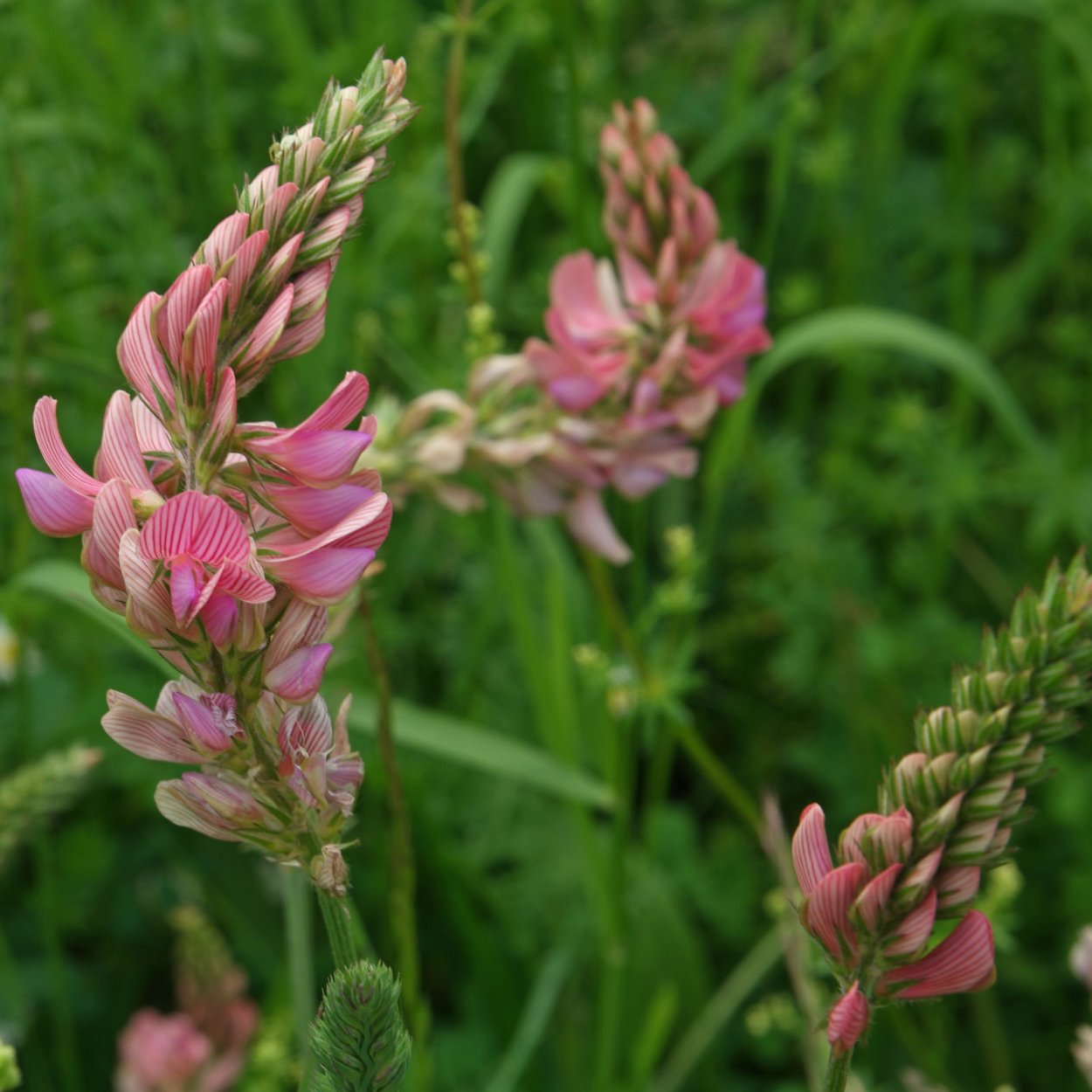 Эспарцет посевной