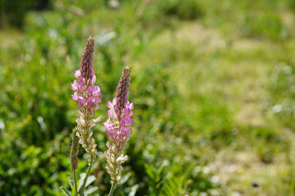 Эспарцет виколистный