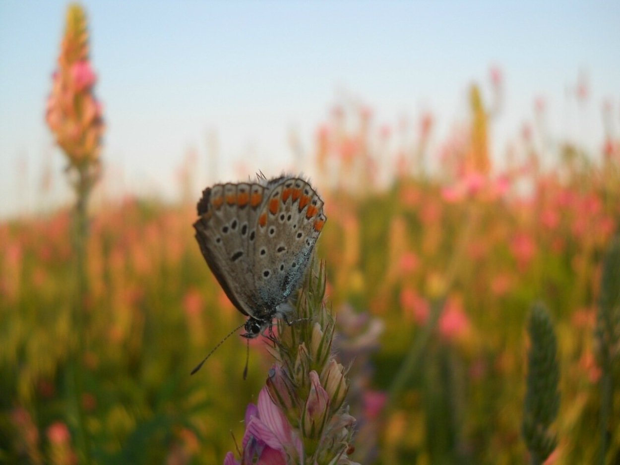 Всходы эспарцета