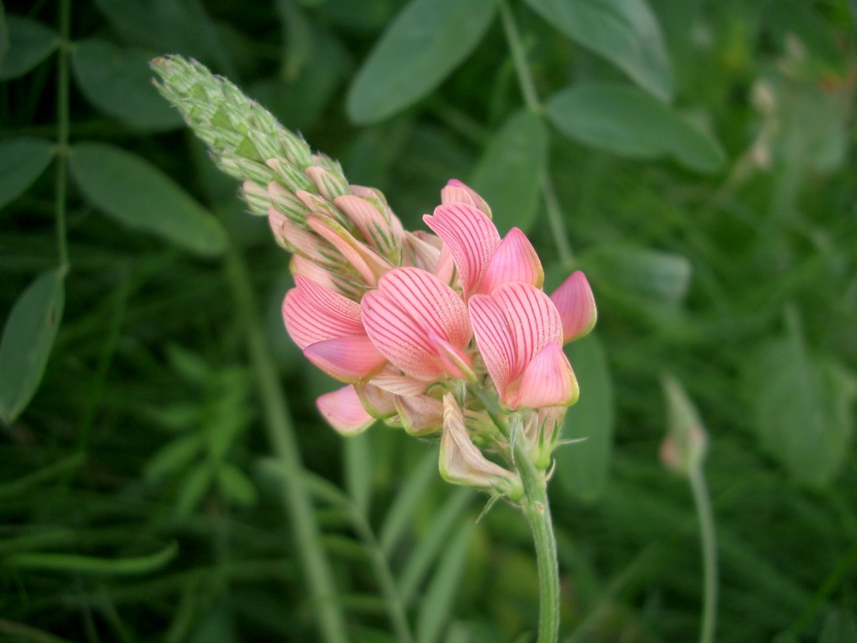 Многолетняя трава эспарцет