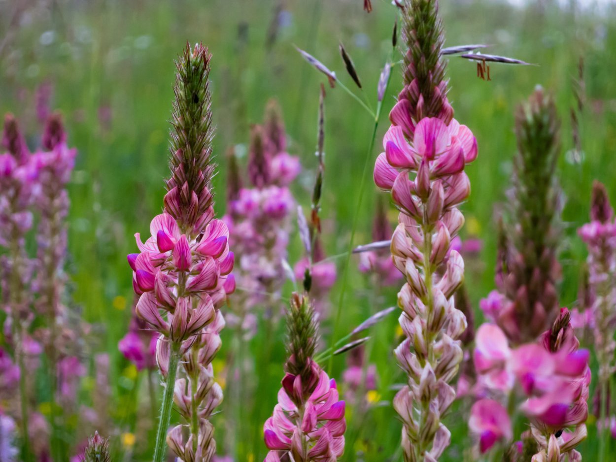 Эспарцет песчаный 1251