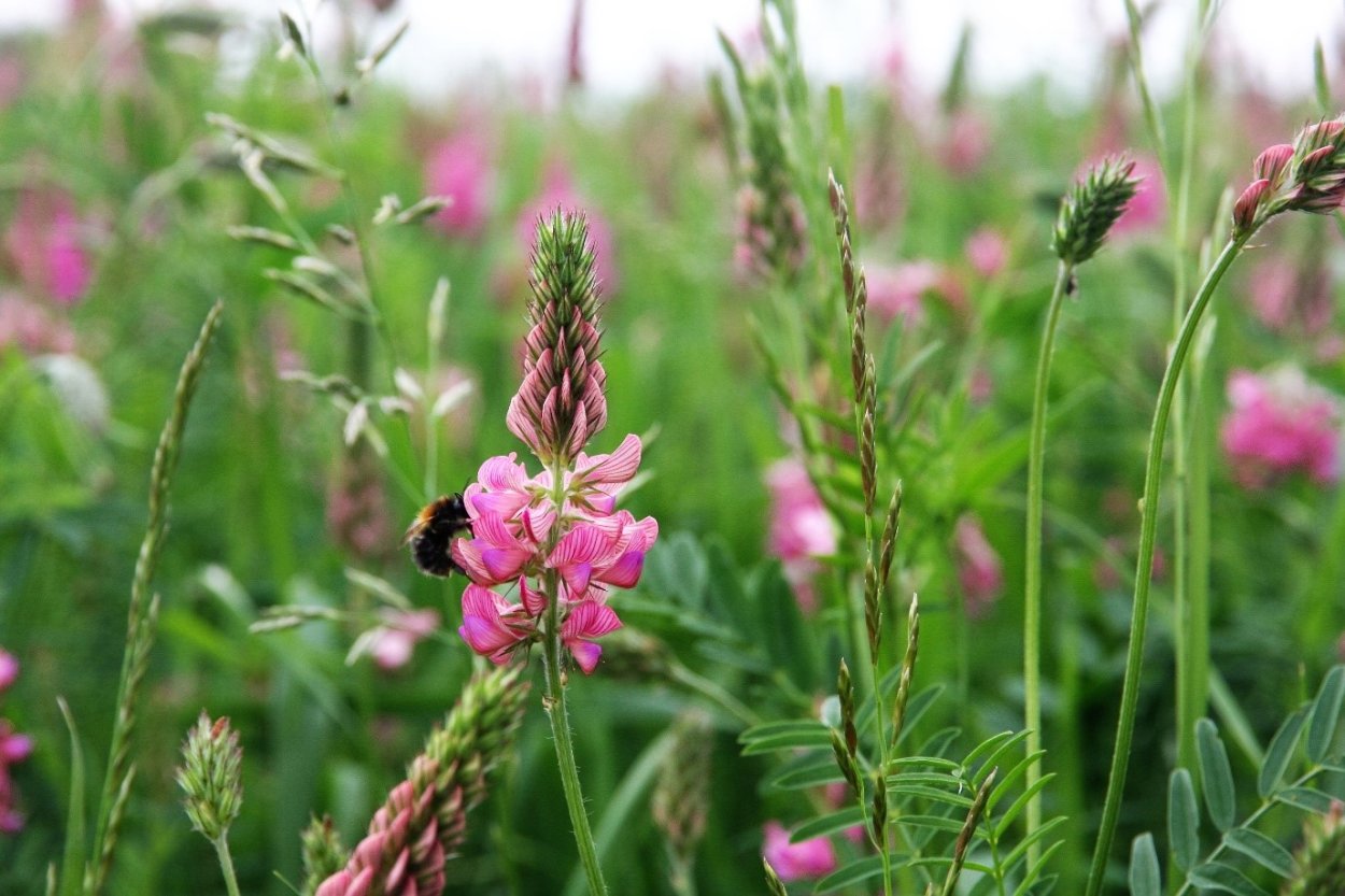 Эспарцет виколистный