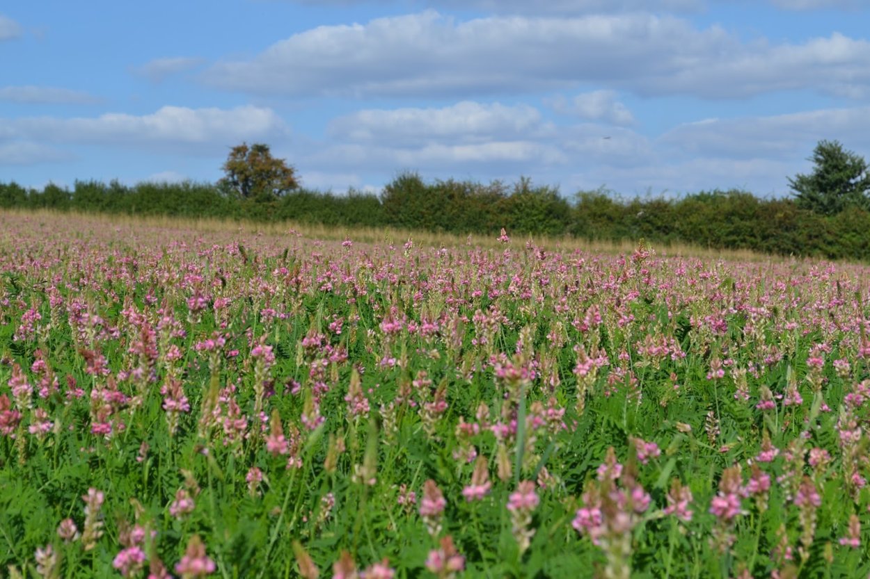 Эспарцет розовый