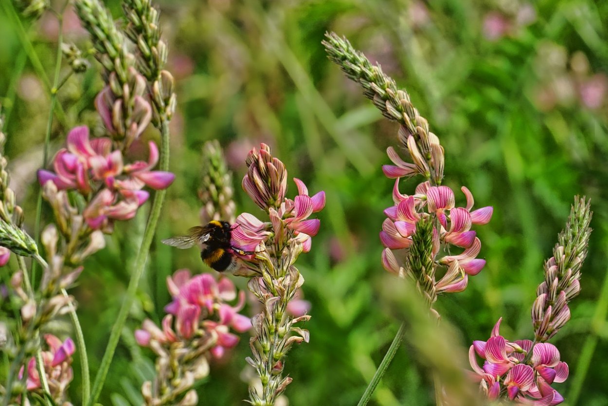 Sainfoin fields