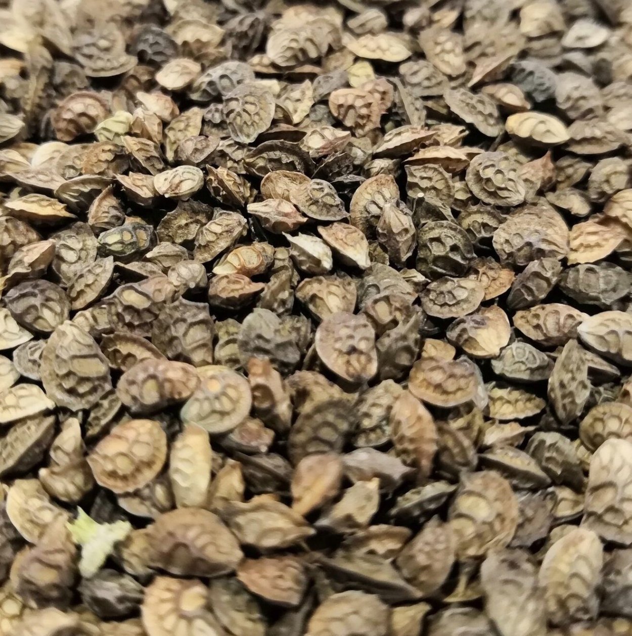 Семена эспарцета песчаный