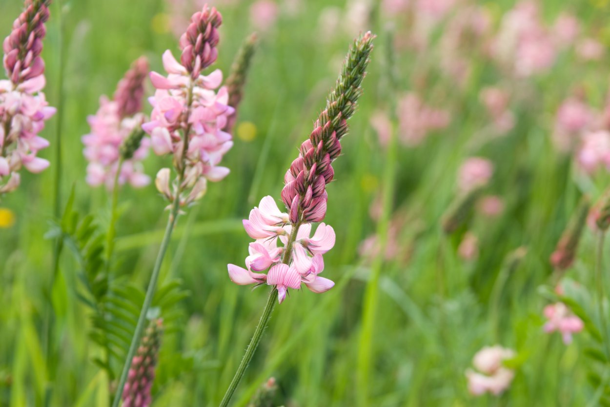 Семена эспарцета песчаный