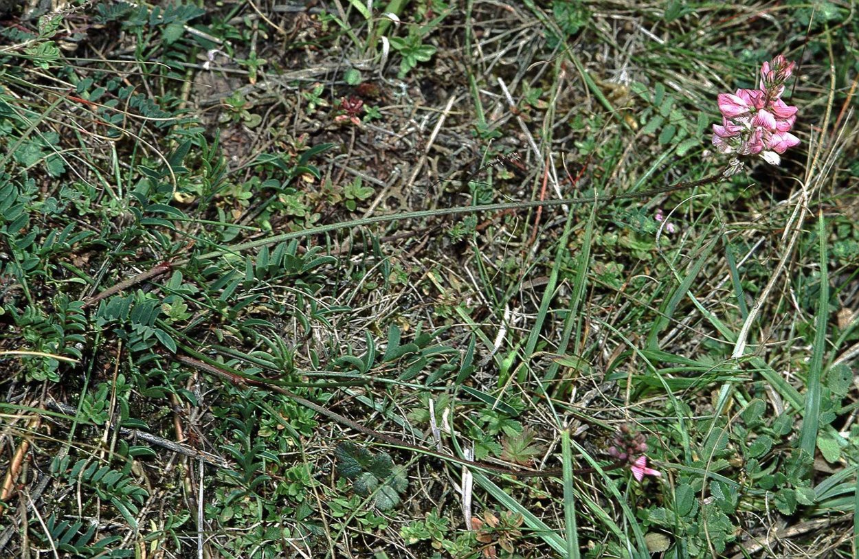 Иван-чай (кипрей)