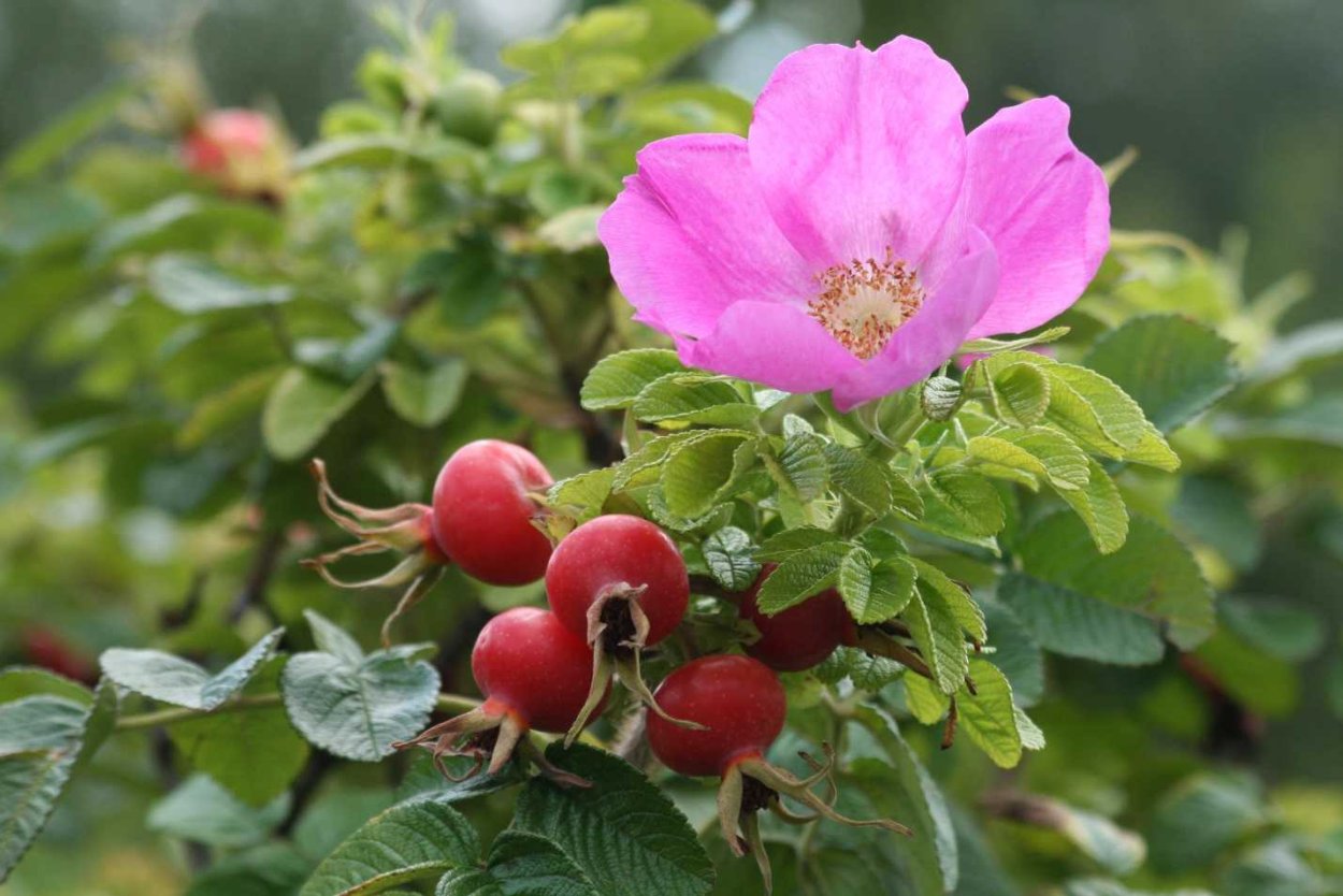 Роза морщинистая Rosa rugosa