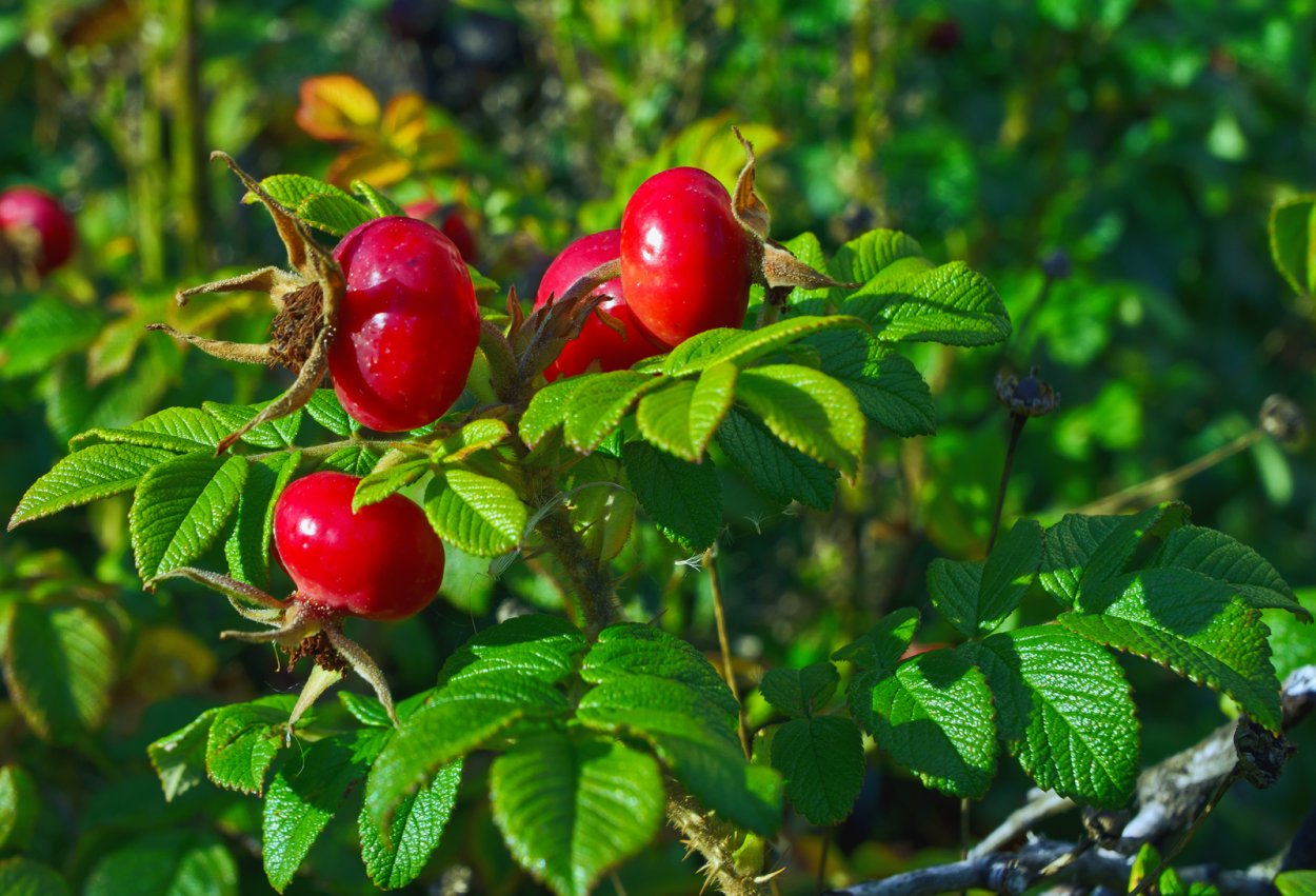 Шиповник куст Луиза