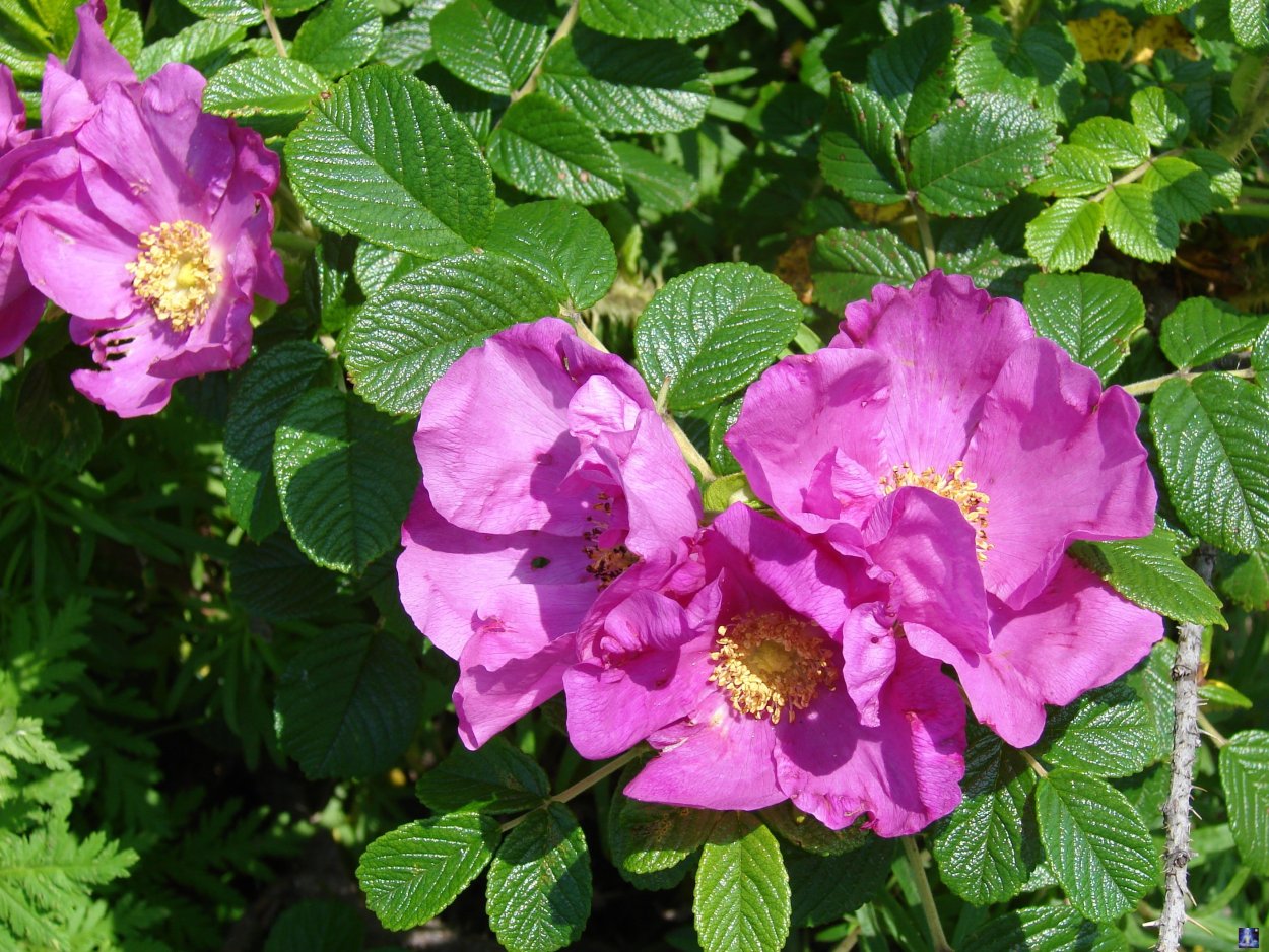 Шиповник бесшипный ВНИВИ