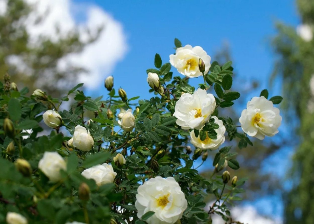 Дикая роза шиповник куст