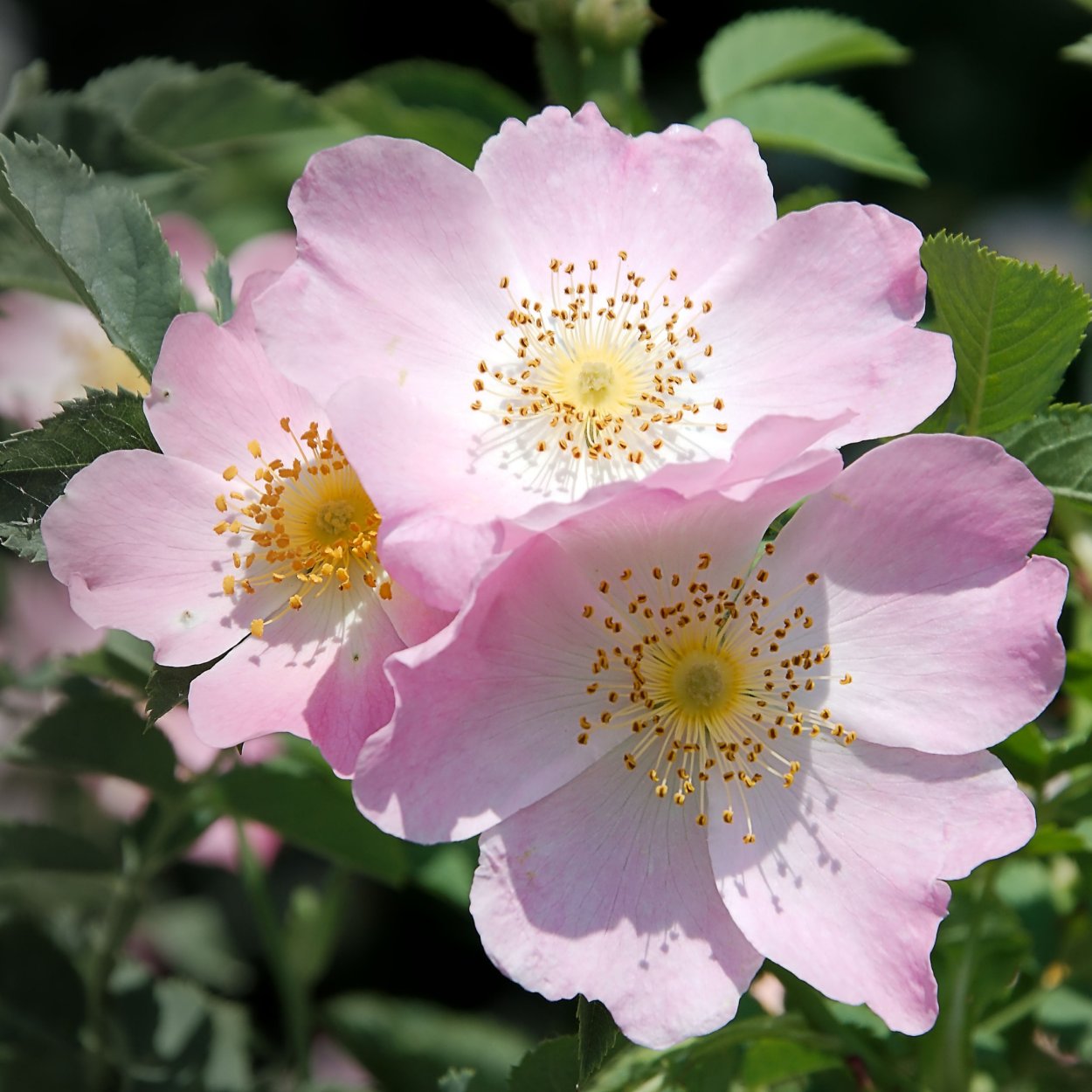 Дикая роза растение шиповник