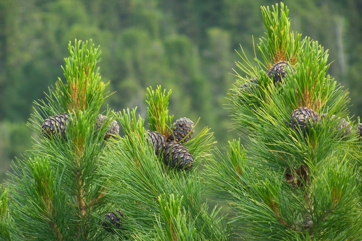 Кедр Сибирский Pinus sibirica
