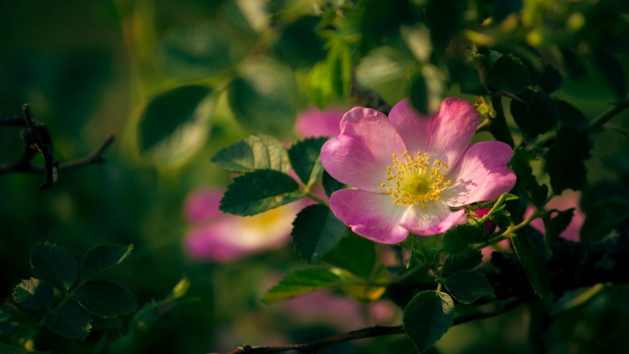 Шиповник цветет красиво