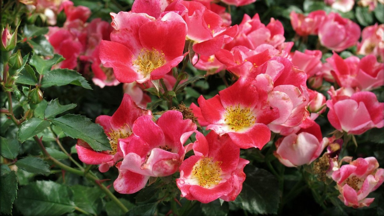 Кустовые розы шиповник