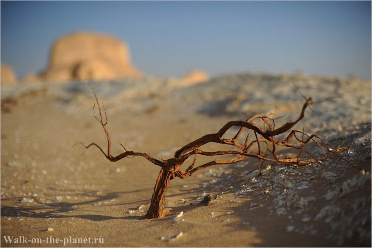 Кусты в пустыне