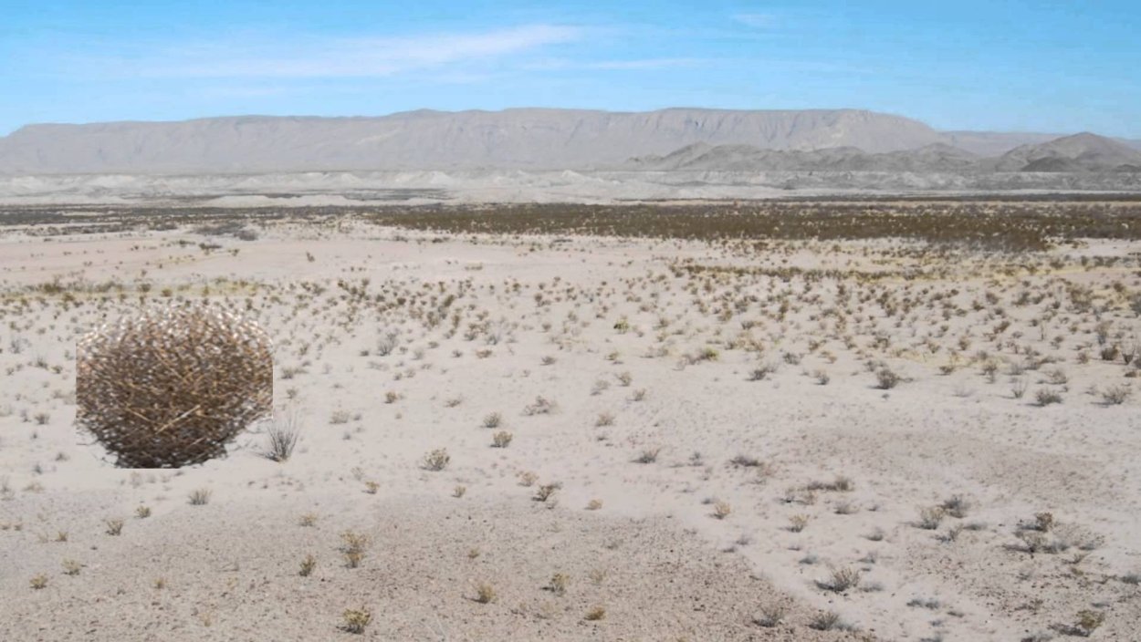 Верблюжья колючка в пустыне
