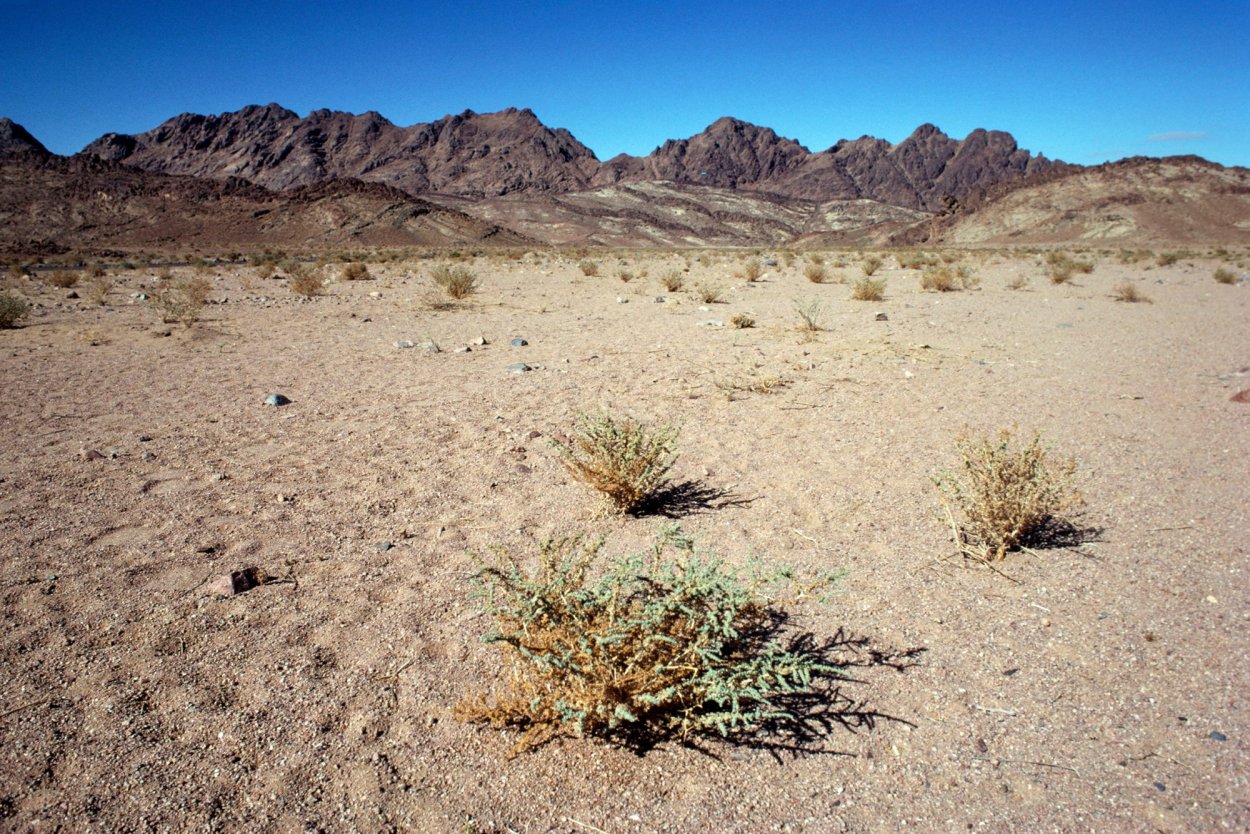 Аравийский полуостров Тамариск
