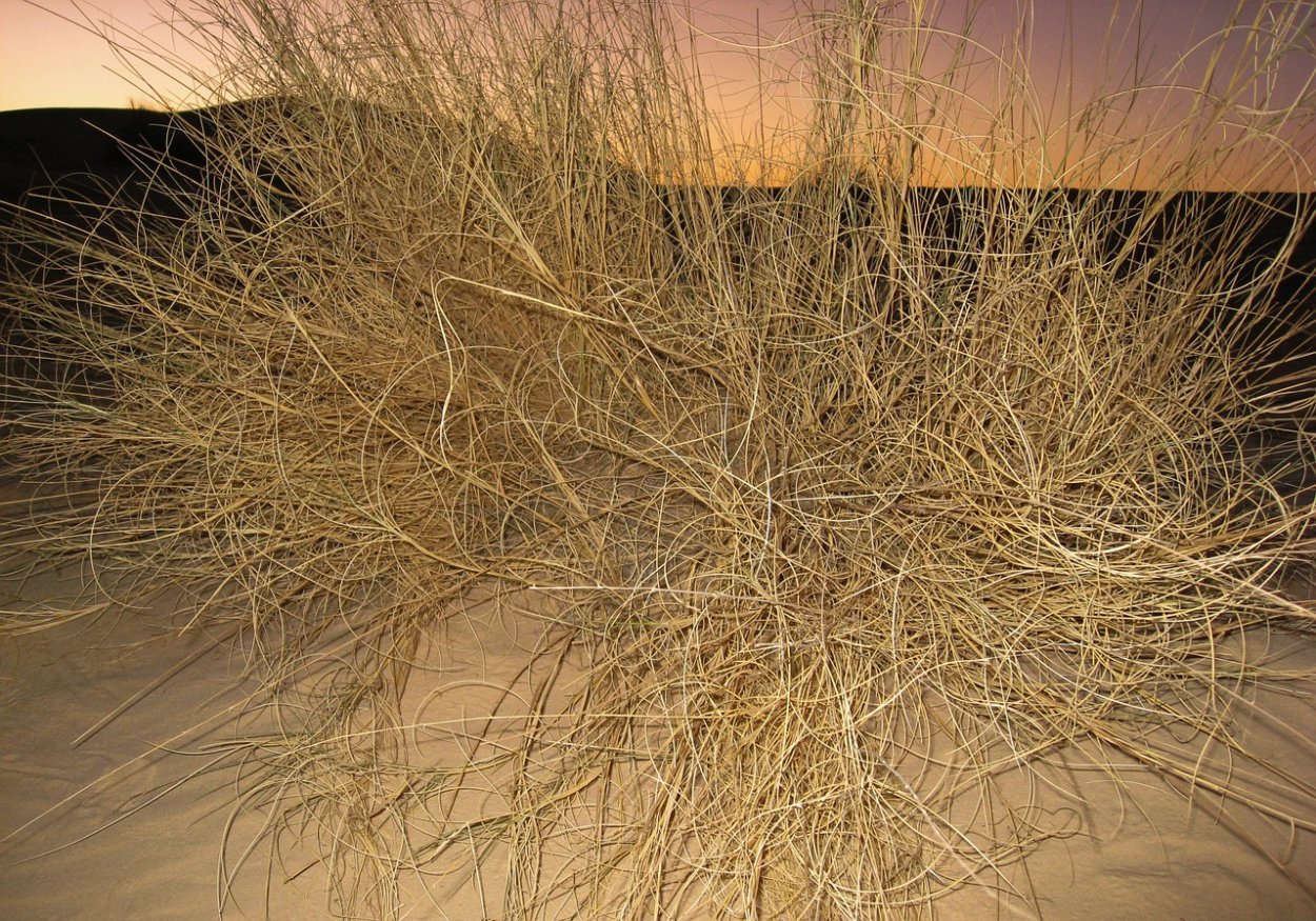 Растения тропических пустынь Африки