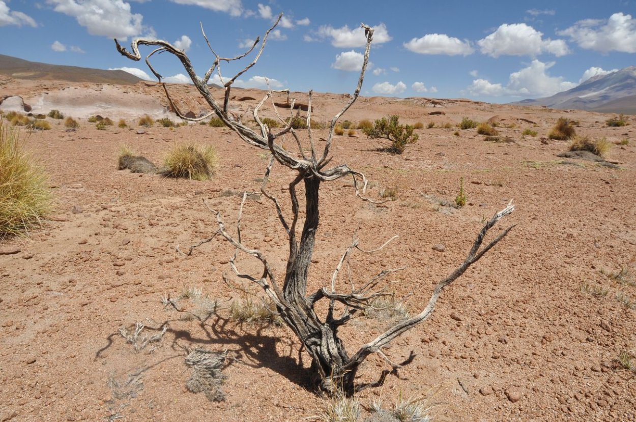 Куст перекати поле
