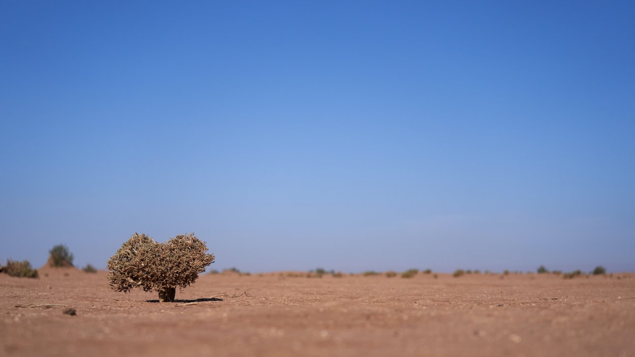 Пустыня Намиб вельвичия