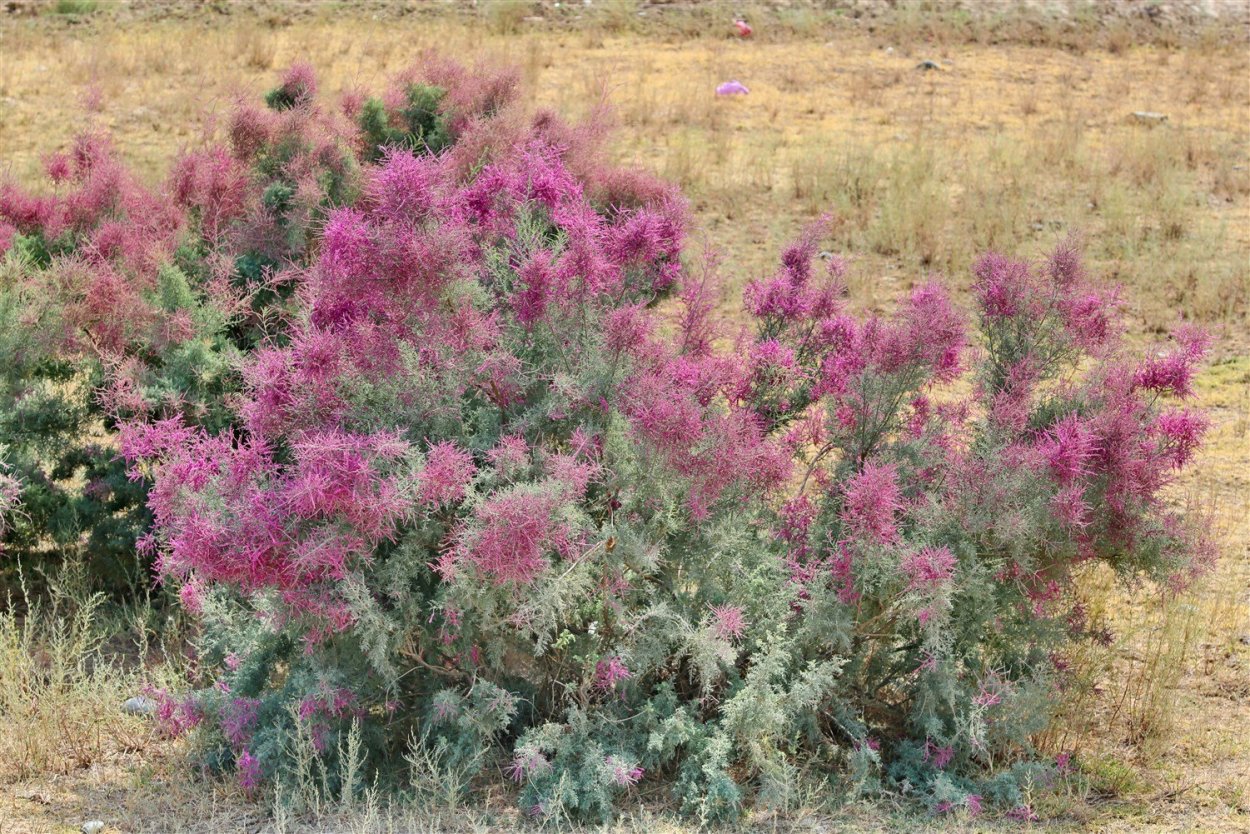 Кустарники в пустыне сахара