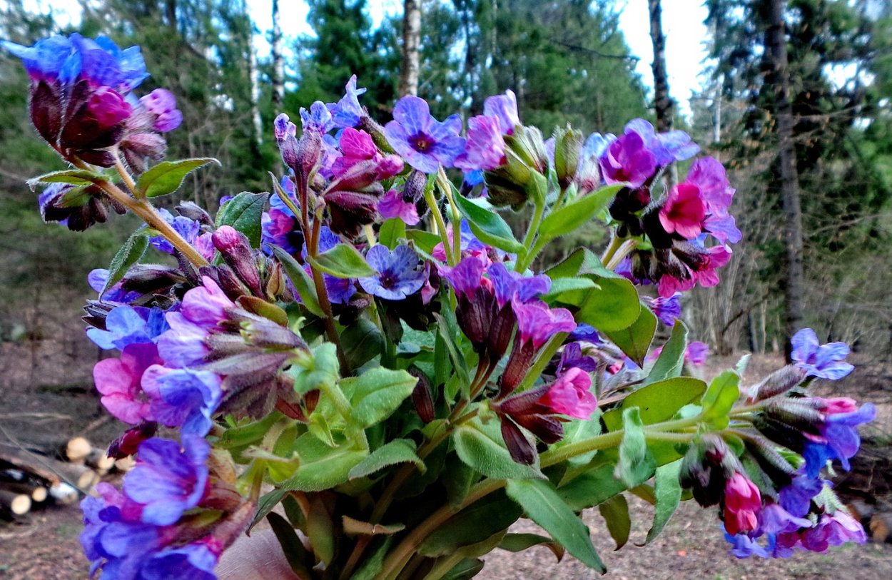 Медуница белая цветок