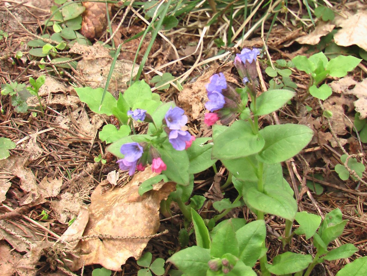 Медуница интересные факты