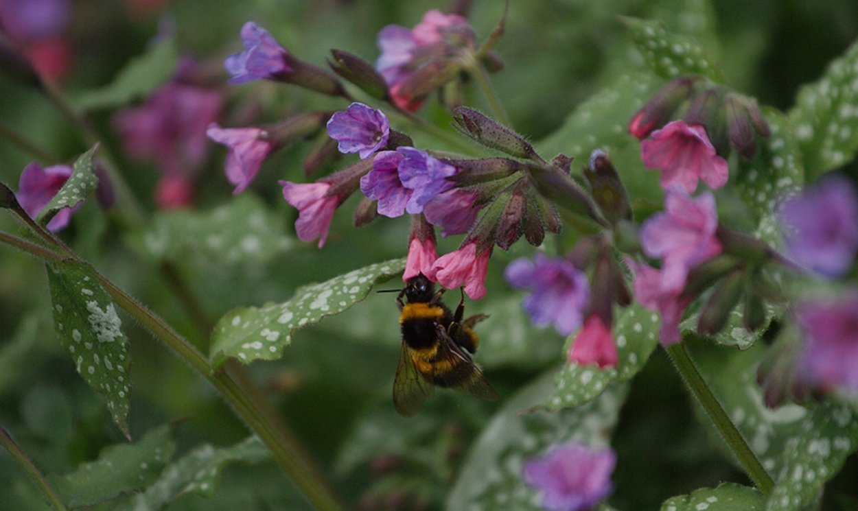 Медуница Лесная