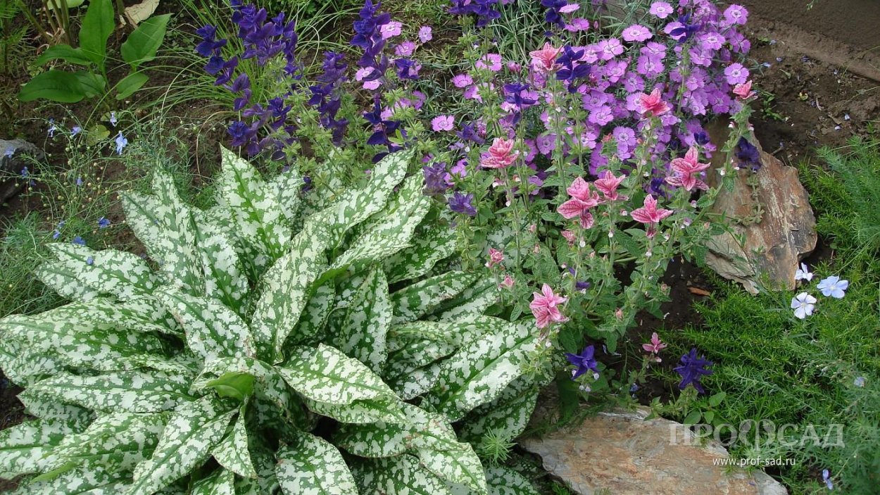 Медуница лекарственная на белом фоне