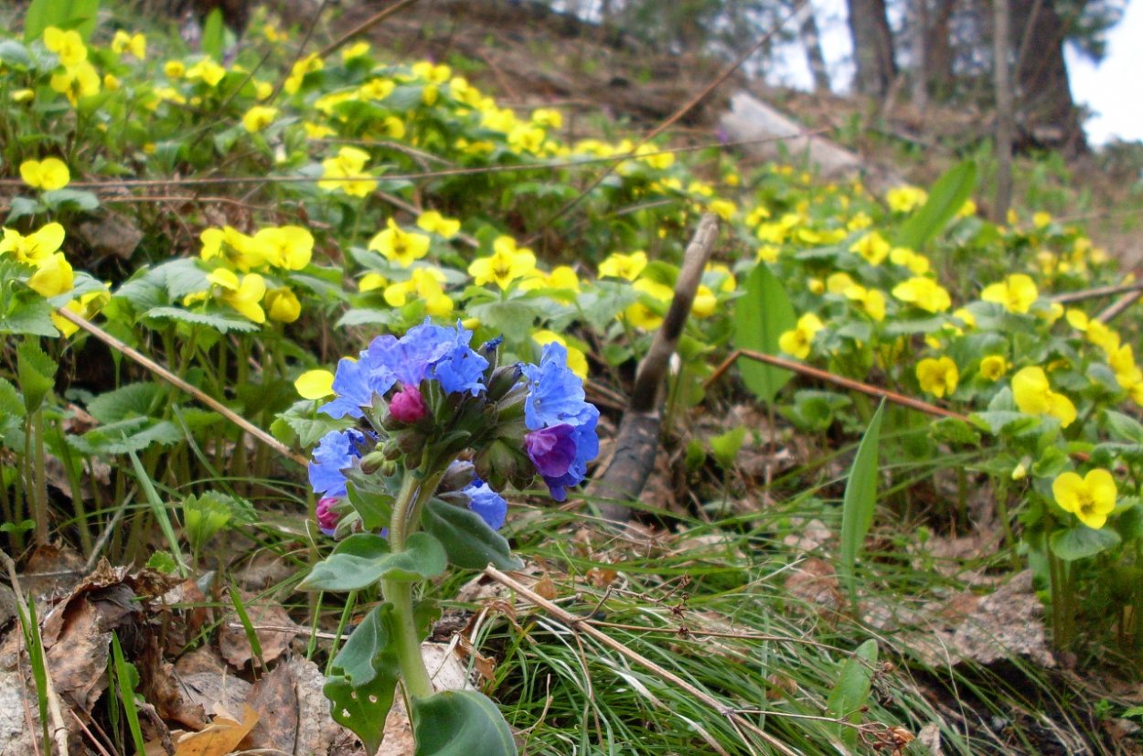 Демонстрационный материал цветы