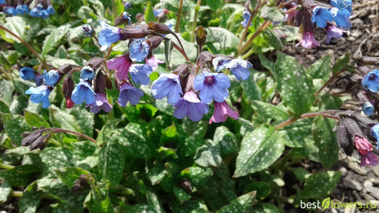 Первоцветы медунки
