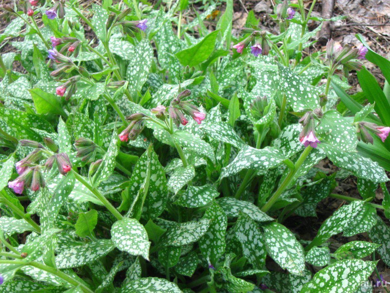 Медуница длиннолистная