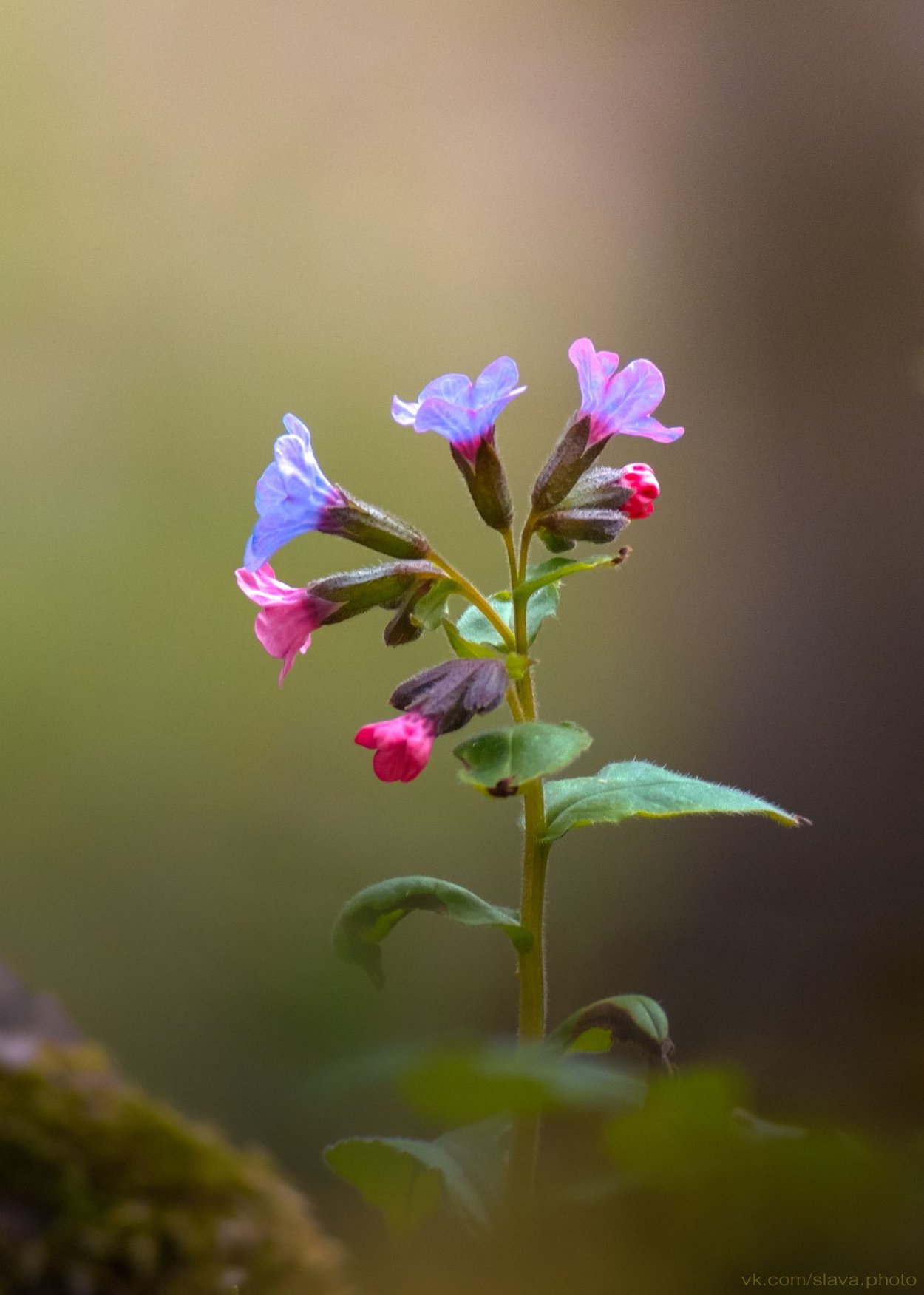 Цветок Медуница в Сибири