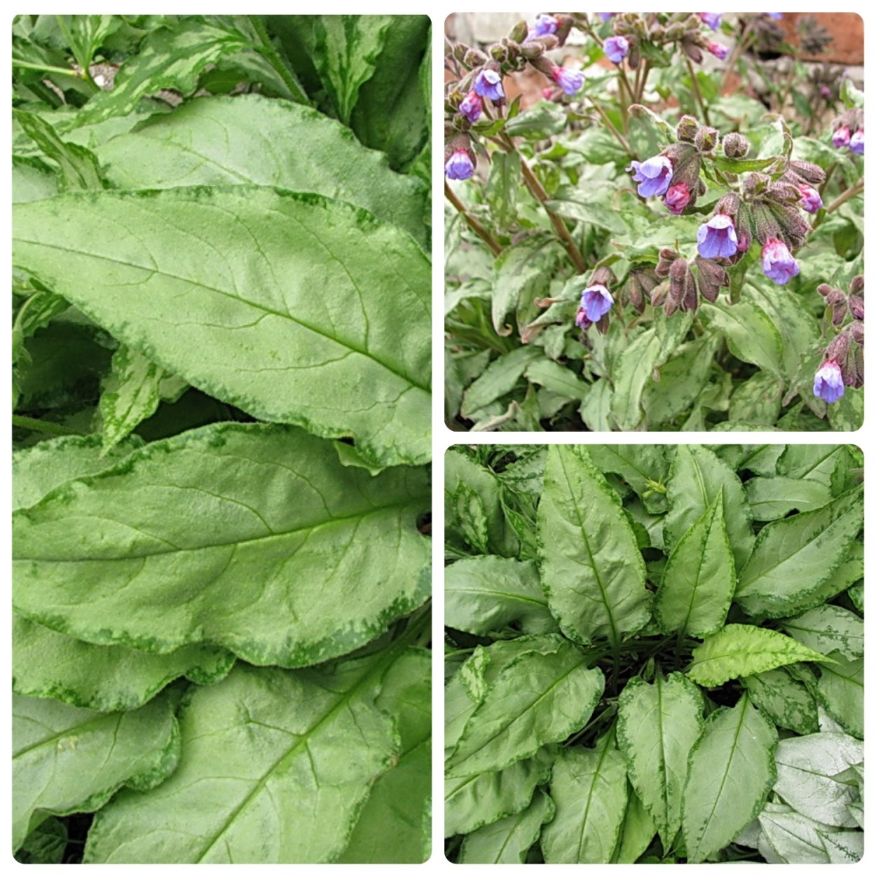 Стикта Пульмонария