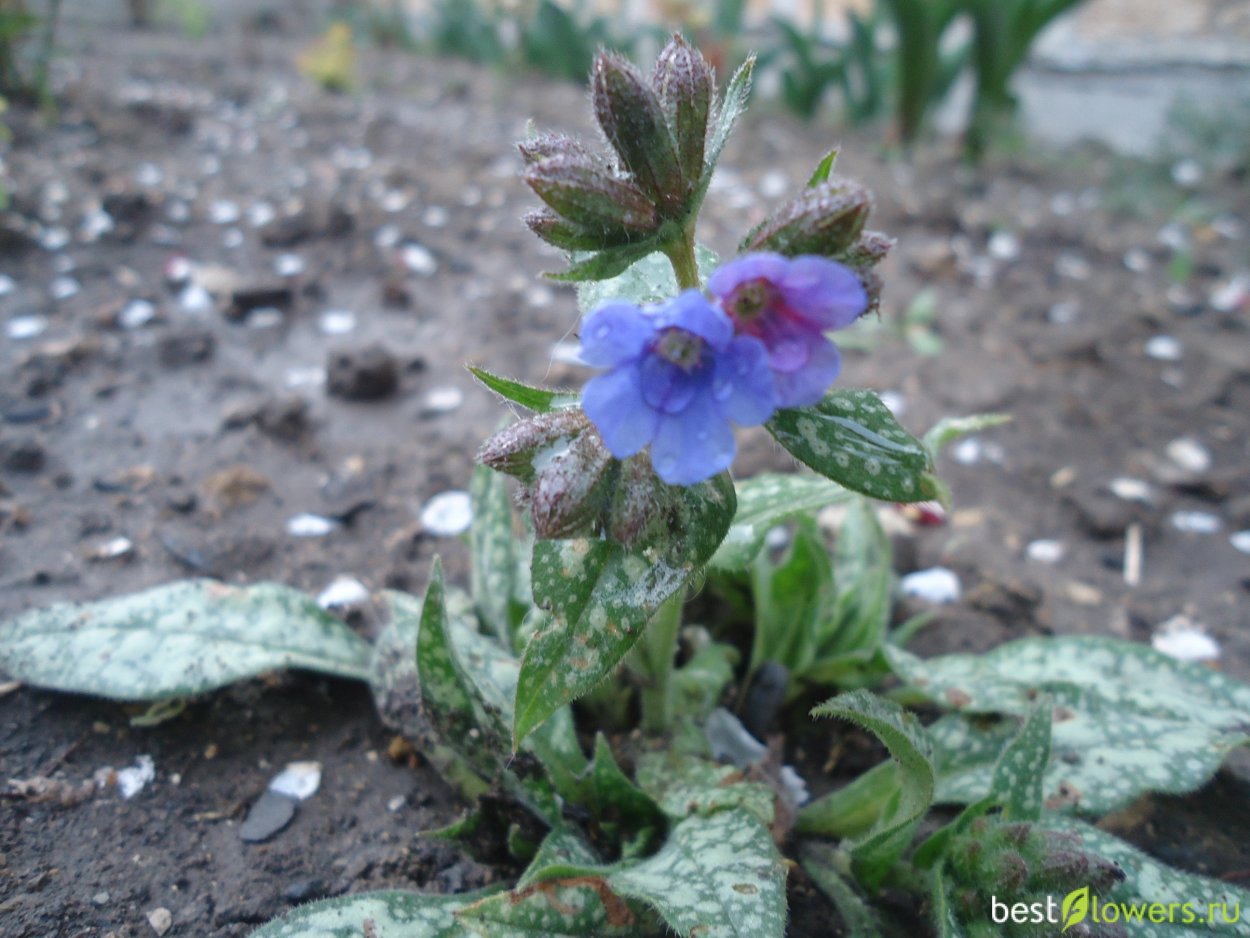 Растение похожее на медуницу